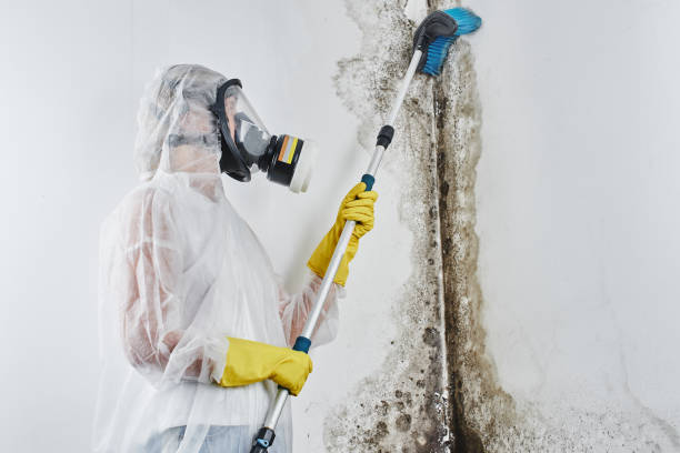 Best Mold Remediation  in Azle, TX