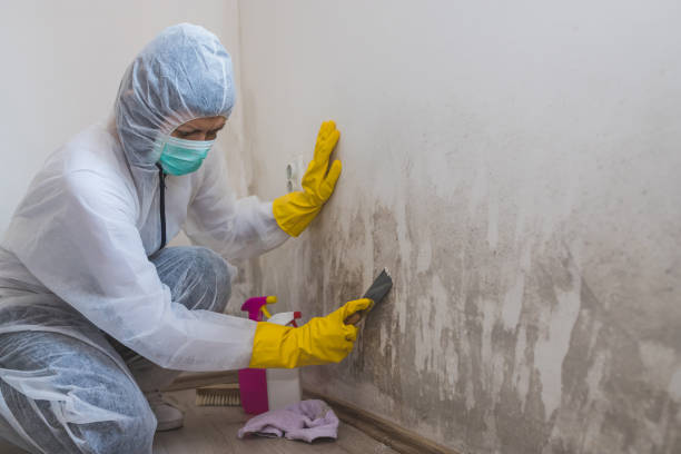 Best Office Mold Removal Services  in Azle, TX