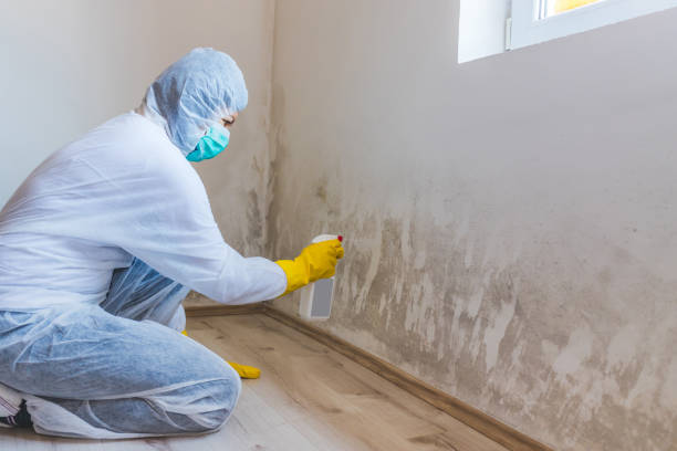 Professional Mold Removal in Azle, TX