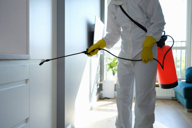 Best Local Mold Removal Service  in Azle, TX