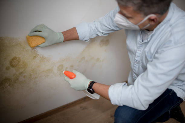 Best Home Mold Removal  in Azle, TX