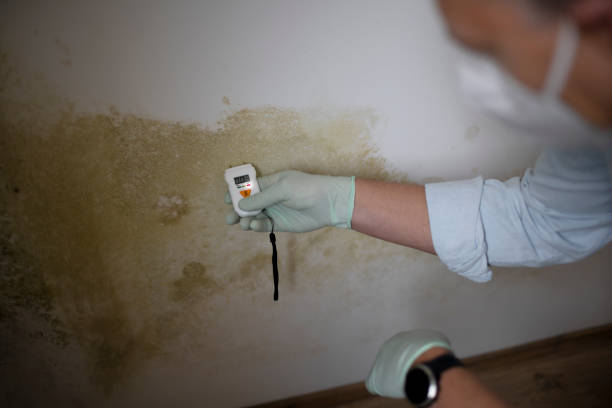 Best Mold Cleaning Services  in Azle, TX