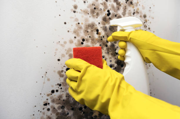Best Mold Remediation  in Azle, TX