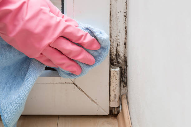 Best Certified Mold Removal  in Azle, TX