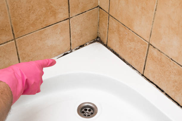 Best Best Mold Removal Companies  in Azle, TX